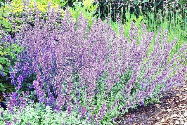 Kocimiętka Faassena Six Hill Giant Nepeta fassenii P9