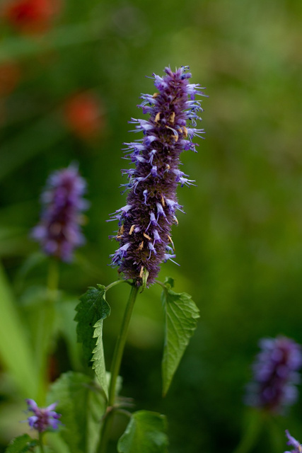 Kłosowiec Black Adder Agastache P9