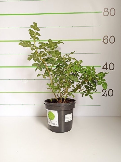 Róża pomarszczona Rosa rugosa C2