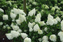 Hortensja bukietowa Polar Bear PBR Hydrangea paniculata P9