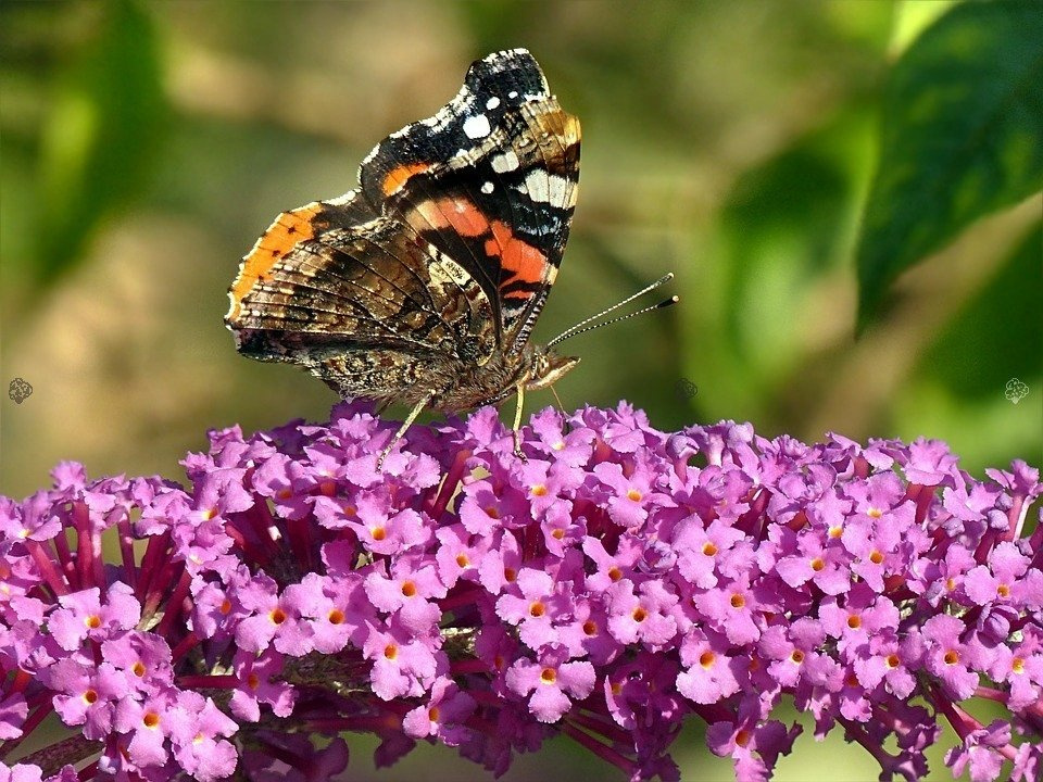 Budleja Davida Ile de France Buddleja davidii P9