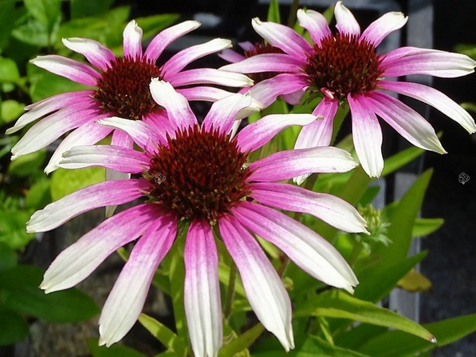 Jeżówka Fountain Pink Eye PBR Echinacea C3