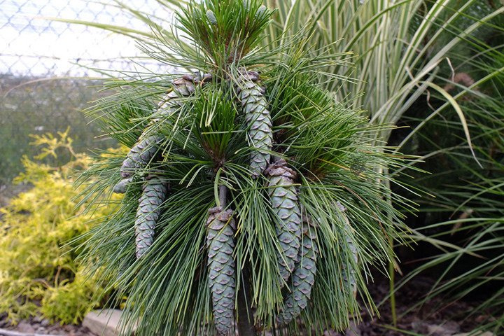 Sosna Schwerina Wiethorst Pinus schwerinii C2