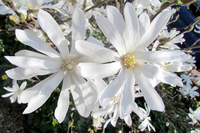 Magnolia gwiaździsta Royal Star Magnolia stellata C2