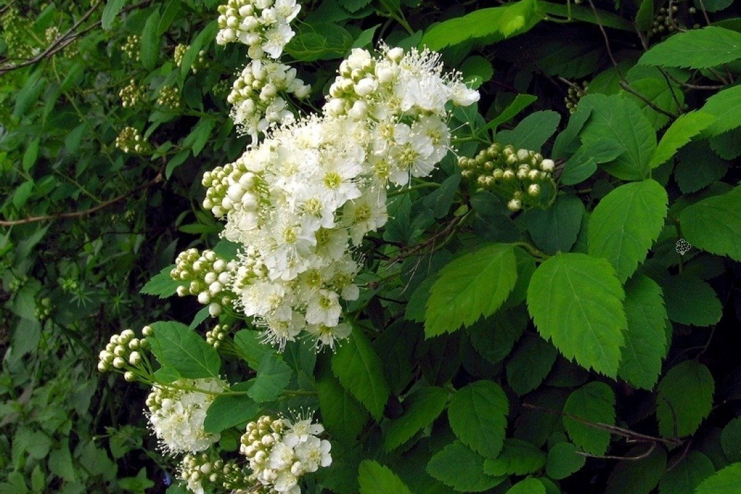 Tawuła ożankolistna Spiraea chamaedryfolia P9