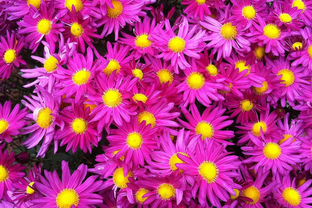 Złocieniec alpejski Chrysanthemum alpinum P9