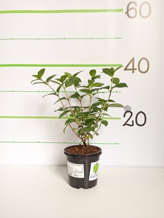Hortensja bukietowa Vanille Fraise PBR Hydrangea paniculata P9