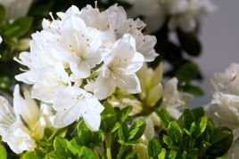 Azalia japońska Kermesina Alba Rhododendron obtusum C2
