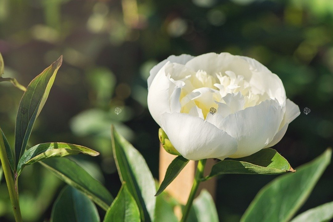 Piwonia biała Paeonia C2