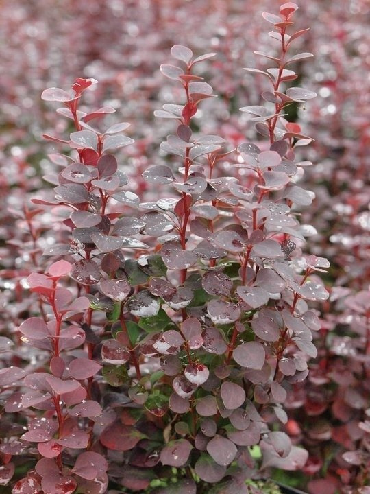 Berberys Thunberga Summer Chocolate Berberis thunbergii C2