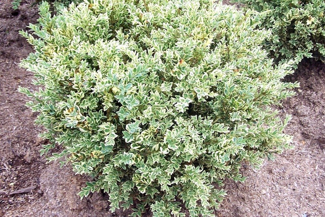 Bukszpan wieczniezielony Variegata Buxus sempervirens P9