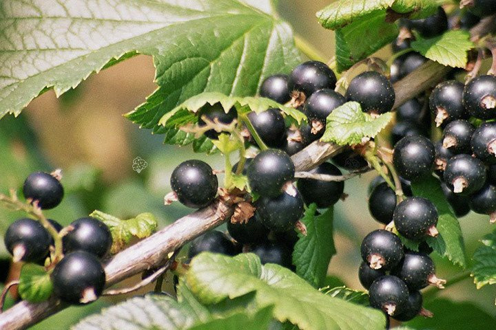 Porzeczka czarna Ribes nigrum C2