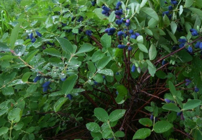 Jagoda kamczacka Czelabinka Lonicera caerulea var. kamtschatica P9