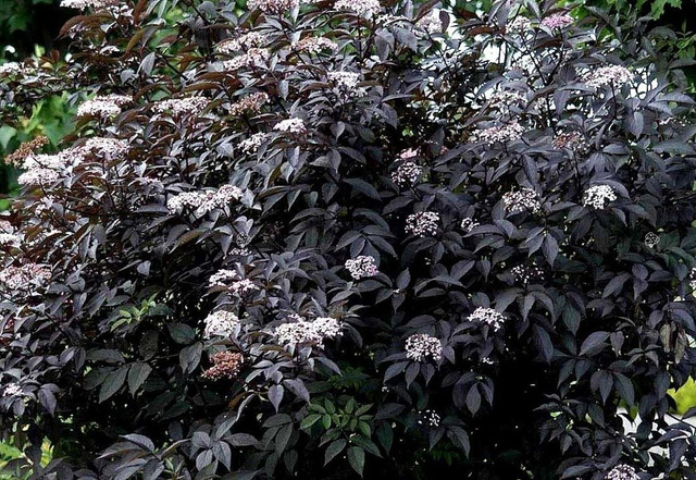 Bez czarny Black Beauty PBR Sambucus nigra C3