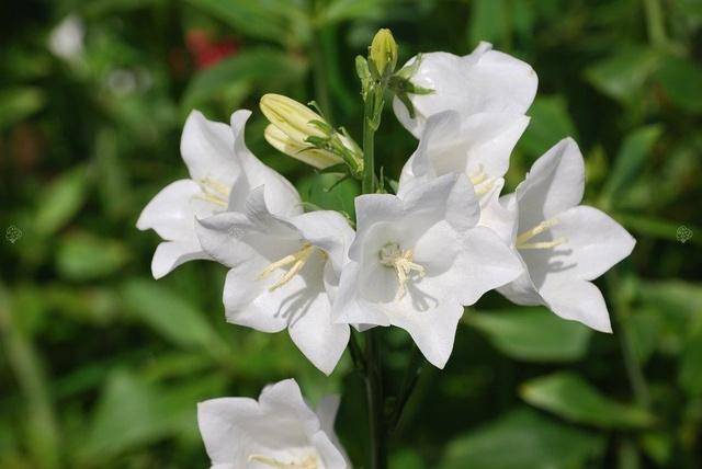 Dzwonek karpacki Weisse Clips Campanula carpatica P9