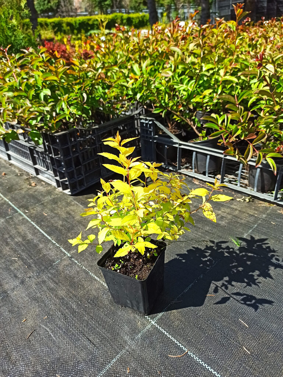 Tawuła japońska Golden Princess Spiraea japonica P9