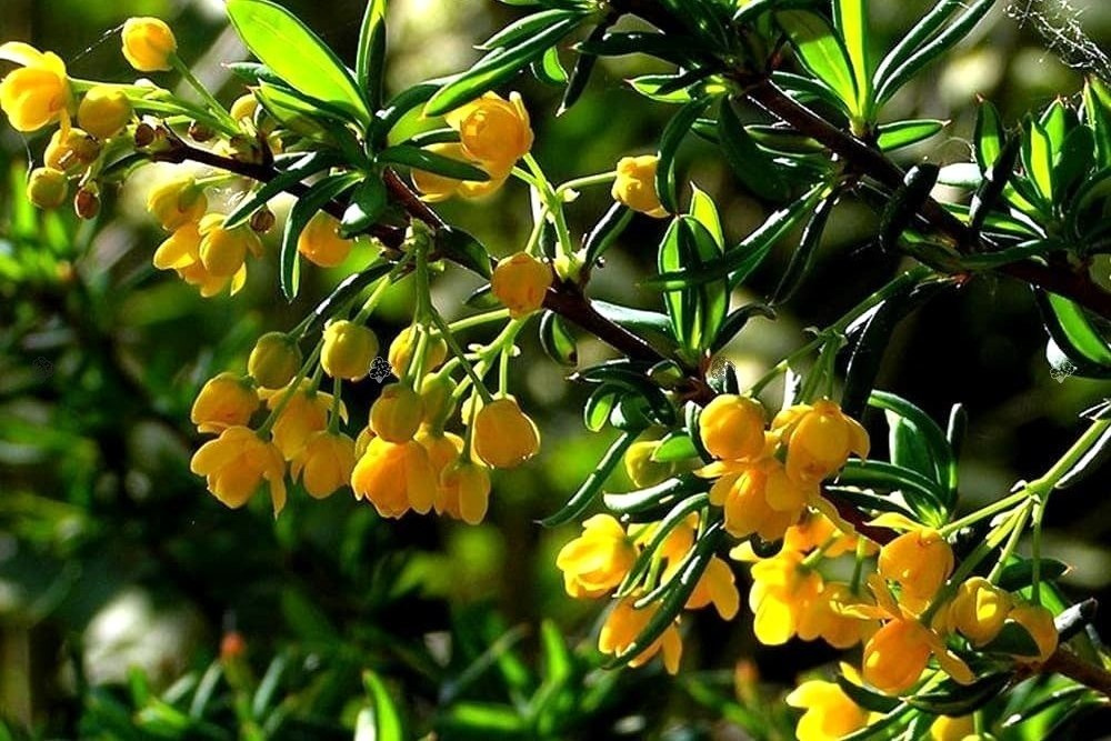 Berberys wąskolistny Berberis stenophylla P9