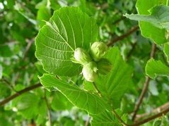 Leszczyna pospolita Olbrzymi z Halle Corylus avellana C5
