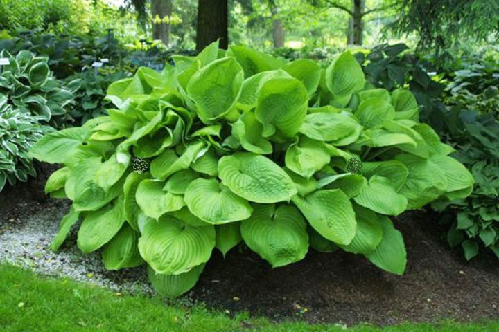Funkia Sum and Substance Hosta C3