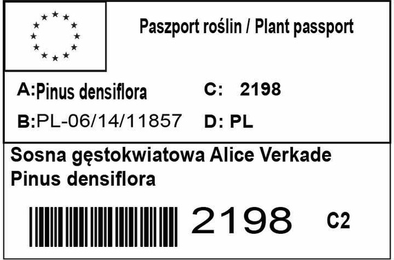 Sosna gęstokwiatowa Alice Verkade Pinus densiflora