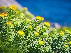 Różeniec górski Rhodiola Rosea P9