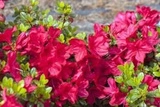 Azalia japońska Muttertag Rhododendron obtusum
