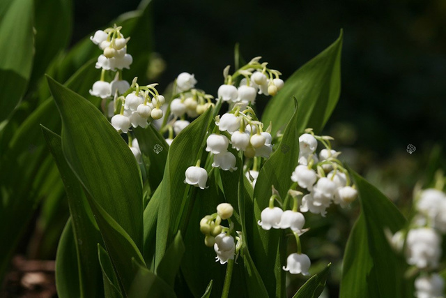 Konwalia majowa Convallaria majalis P9