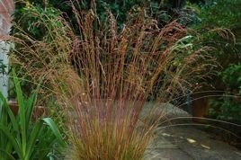 Kostrzewa ametystowa Festuca amethystina P9