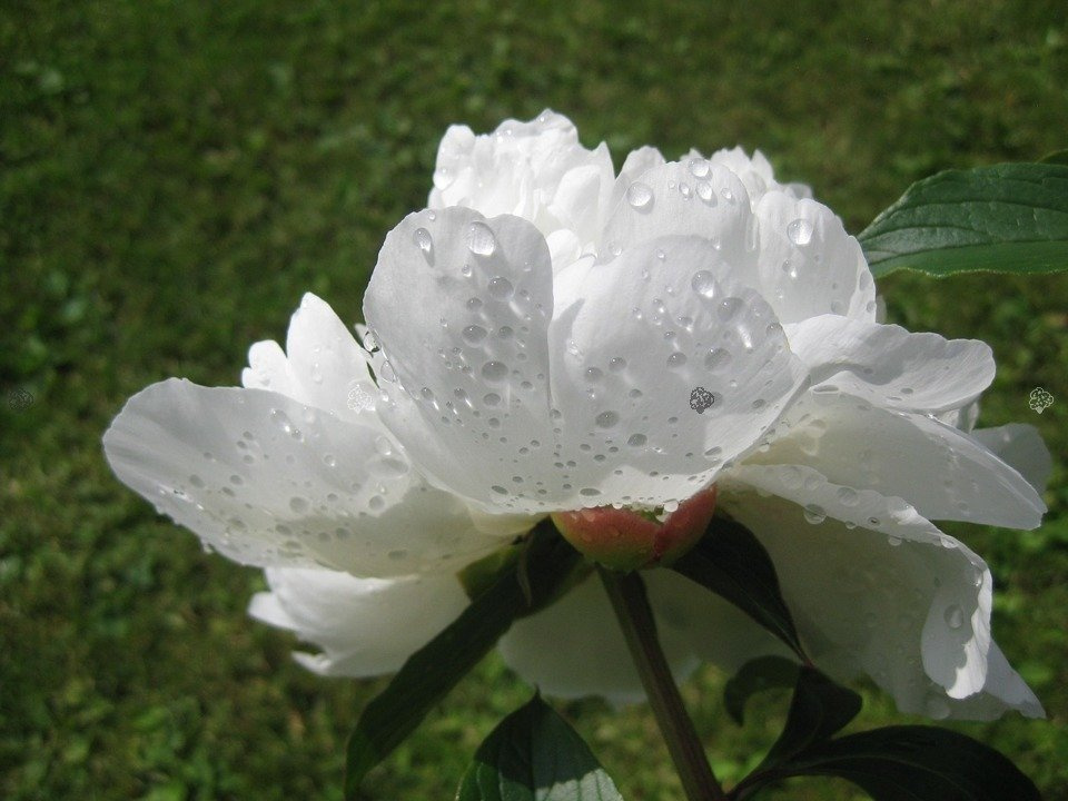 Piwonia biała Paeonia C2