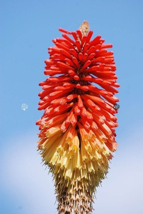 Trytoma groniasta Fire Glow Kniphofia uvaria P9