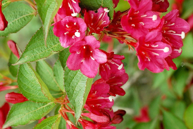 Krzewuszka Eva Rathke Weigela C2