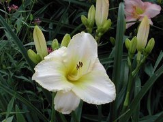 Liliowiec Arctic Snow Hemerocallis C2