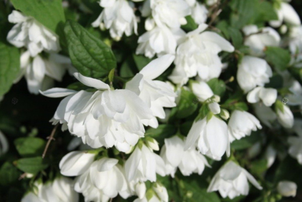 Jaśminowiec wonny Snowbelle Philadelphus coronarius C3