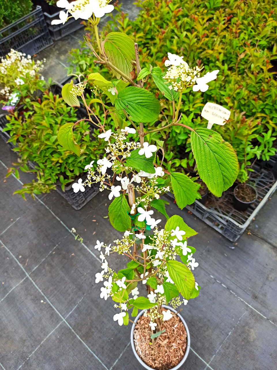 Kalina japońska Kilimandjaro PBR Viburnum plicatum C3