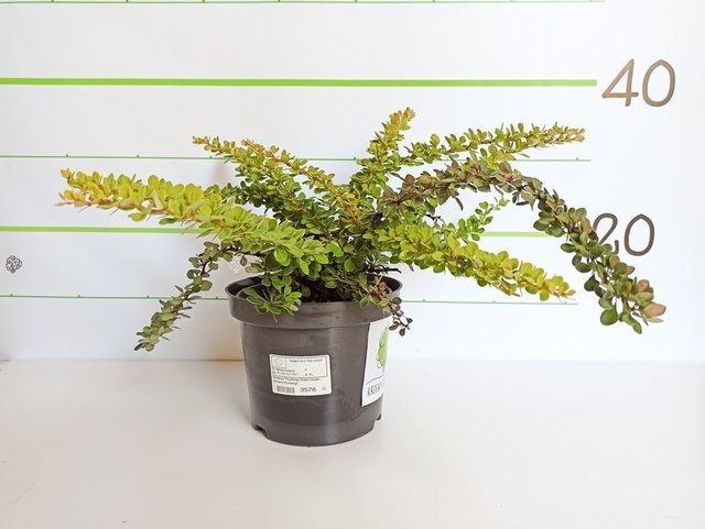 Berberys Thunberga Green Carpet Berberis thunbergii P9