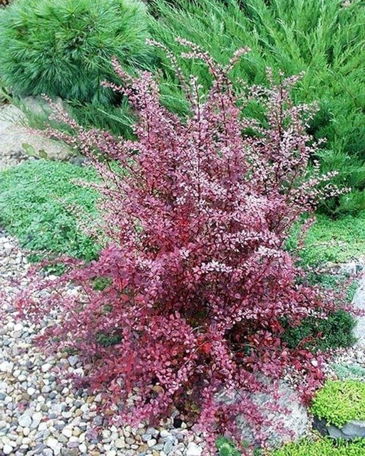 Berberys Thunberga Pink Perfection Berberis thunbergii P9