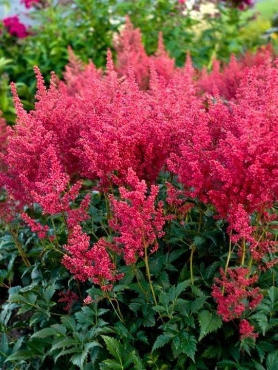 Tawułka Fanal Astilbe arendsii P9