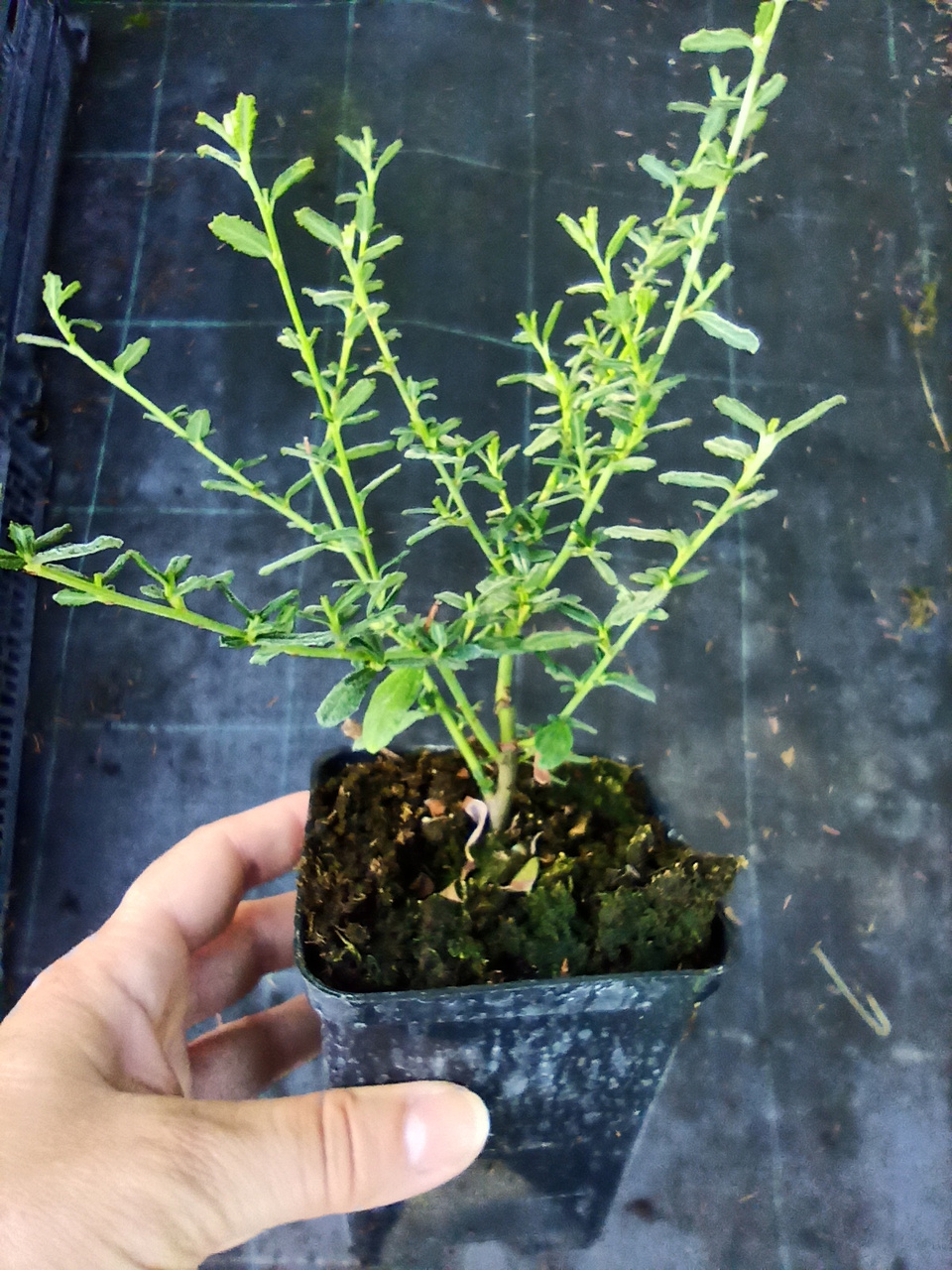 Prusznik Skylark Ceanothus P9