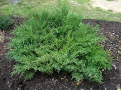 Jałowiec Pfitzera Pfitzeriana Compacta Juniperus pfitzeriana C2