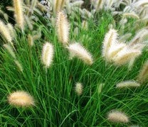 Rozplenica japońska Cassian Pennisetum alopecuroides P9