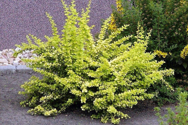 Berberys Thunberga Aurea Berberis thunbergii C2
