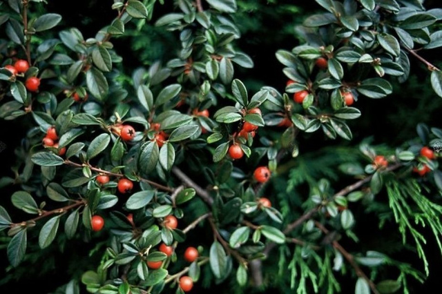 Irga Dammera Mooncreeper Cotoneaster dammeri C2