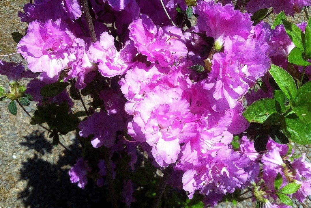 Azalia japońska Elsie Lee Rhododendron obtusum C2