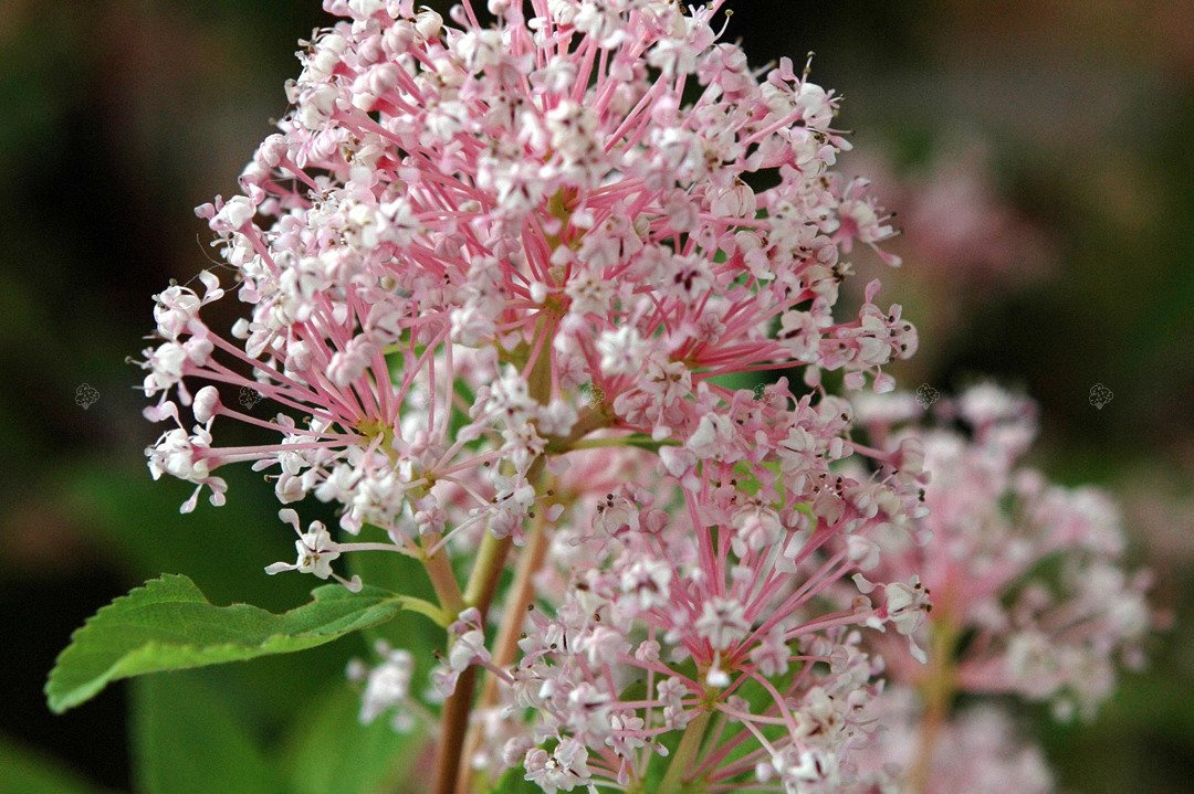 Prusznik blady Marie Simon Ceanothus pallidus P9