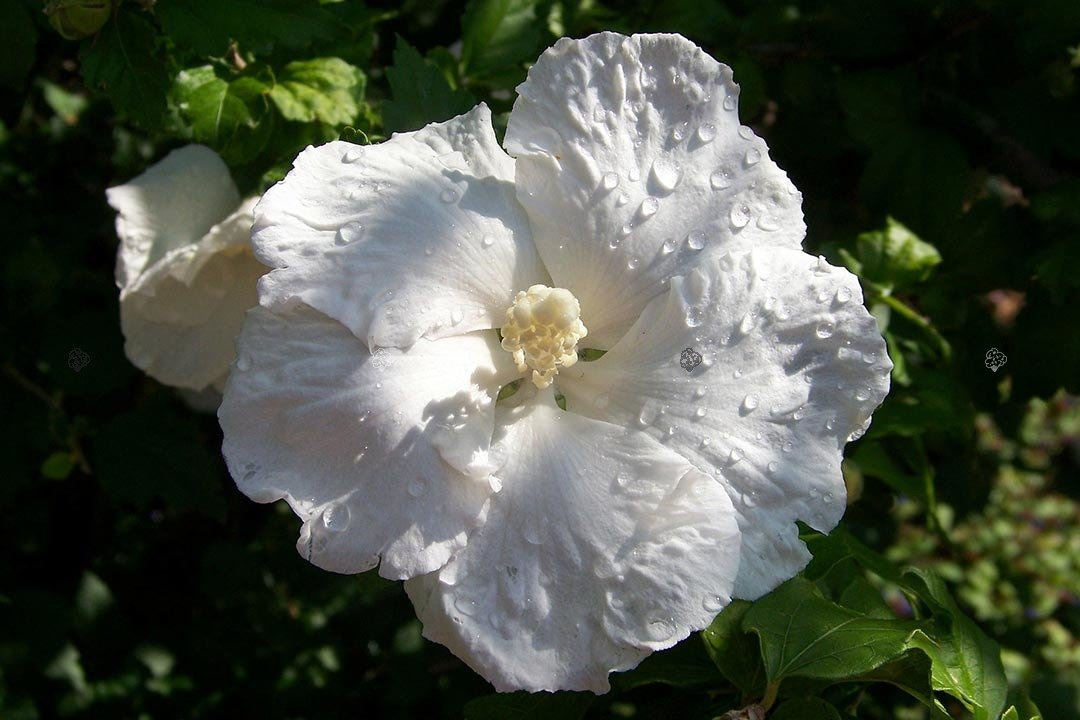 Ketmia syryjska William R. Smith Hibiscus syriacus C2