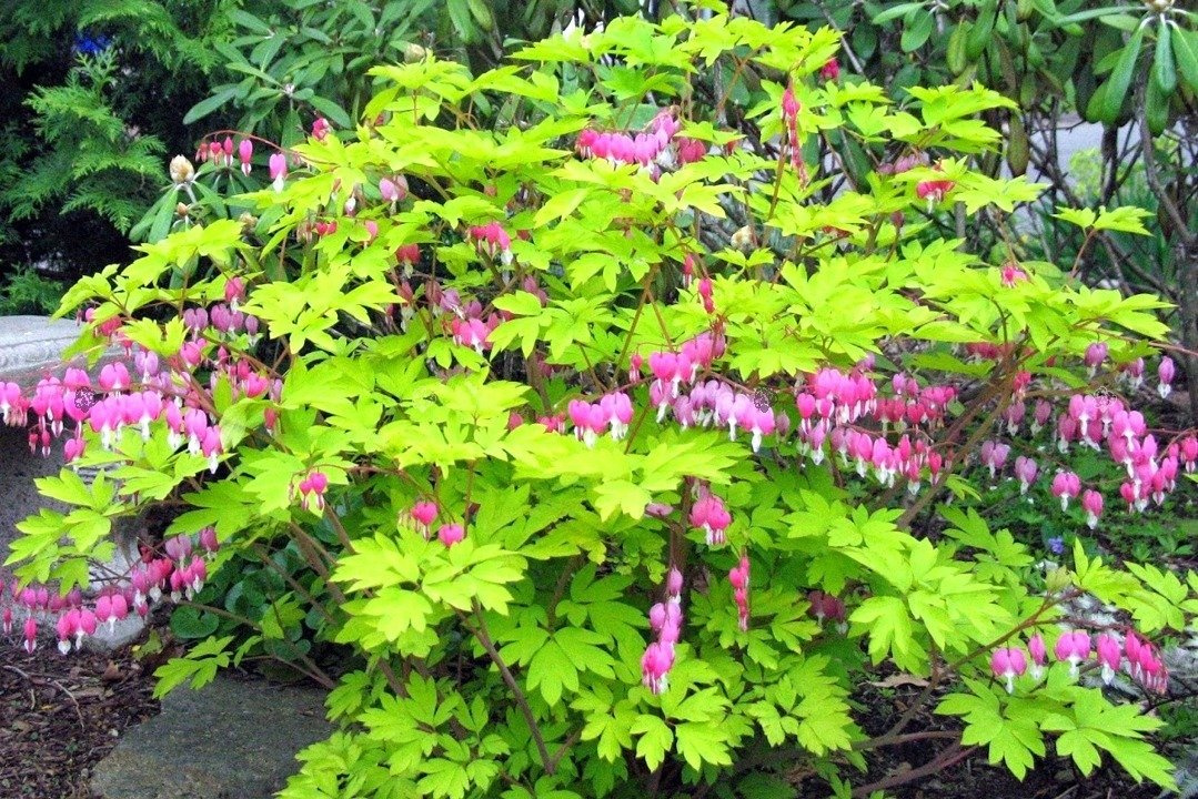 Serduszka okazałe Gold Heart PBR Dicentra spectabilis C3