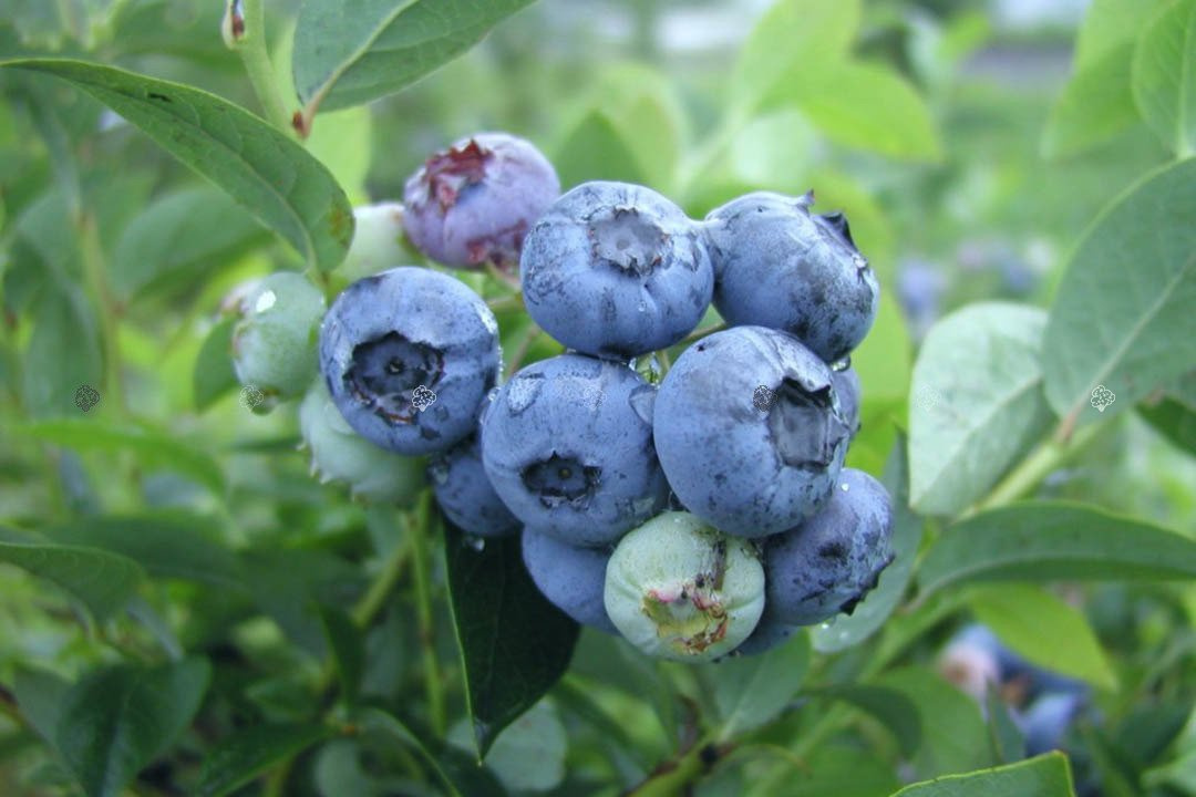 Borówka amerykańska Darrow Vaccinium corymbosum P9