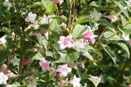 Krzewuszka cudowna Suzanne Weigela florida C2
