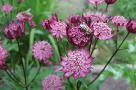 Jarzmianka Hadspen Blood Astrantia C2