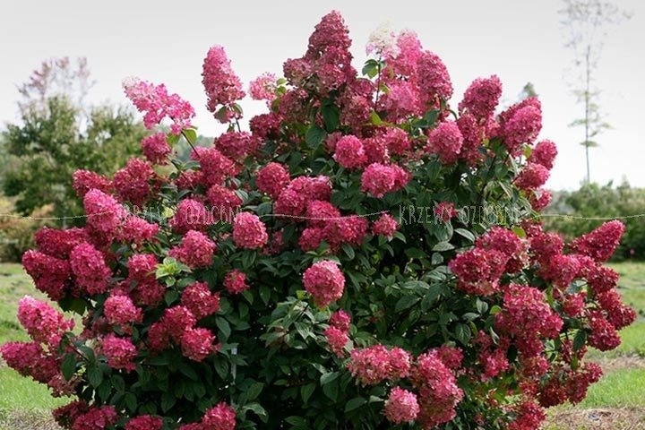Hortensja bukietowa Magical Flame PBR Hydrangea paniculata C3